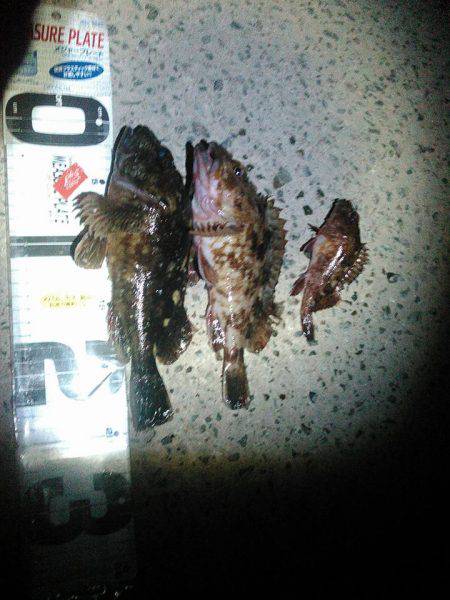 25cmガシラちゃんの巻